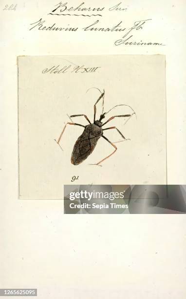 Beharus. Print. Beharus is a monotypic genus of assassin bugs belonging to the family Reduviidae. Its one species. B. Cylindripes. Is found in South...