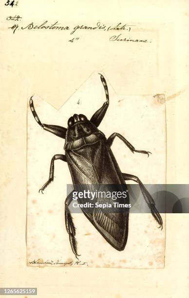 Belostoma. Print. Belostoma is a genus of insects in the hemipteran family Belostomatidae. Known colloquially as giant water bugs. Members of this...