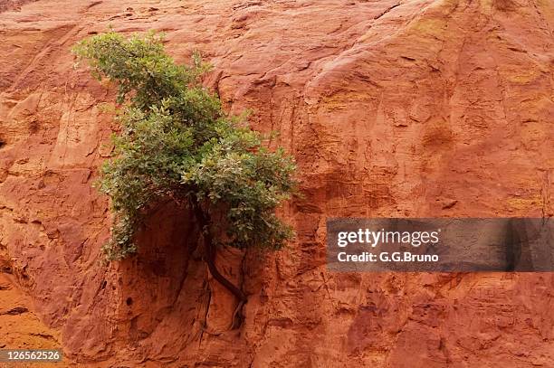 lone tree growing on red clay soil - solo vermelho - fotografias e filmes do acervo