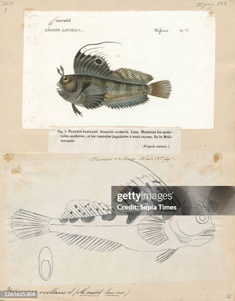 Blennius ocellaris. Print. The butterfly blenny is a small marine blenniid fish of Northern and Western Europe. As well as the Mediterranean and...