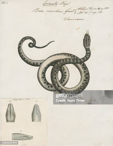 Boa cenchris. Print. Epicrates cenchria is a boa species endemic to Central and South America. Common names include the rainbow boa. And slender boa....