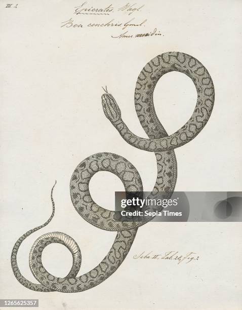 Boa cenchris. Print. Epicrates cenchria is a boa species endemic to Central and South America. Common names include the rainbow boa. And slender boa....