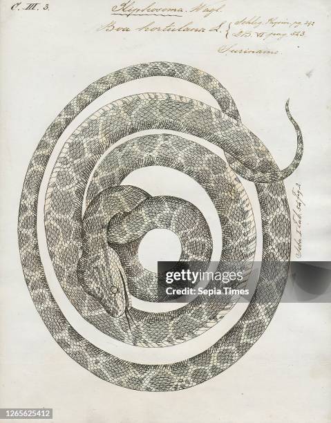 Boa hortulana. Print. Corallus hortulanus is a non-venomous boa species found in South America. No subspecies are currently recognized. 1734-1765.