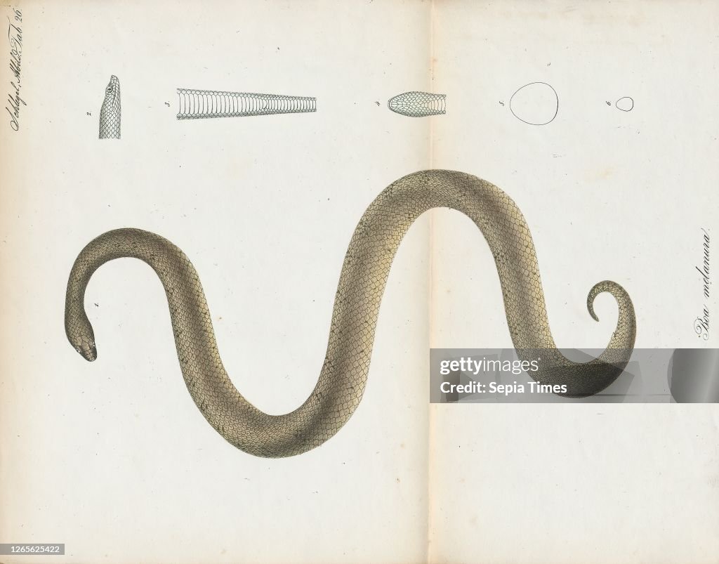 Boa melanura. Print. Tropidophis melanurus. commonly known as dusky dwarf boa. Cuban wood snake. or Cuban giant dwarf boa. is a non-venomous dwarf boa species found mainly in Cuba. Currently. there are three subspecies recognized. including the typical fo