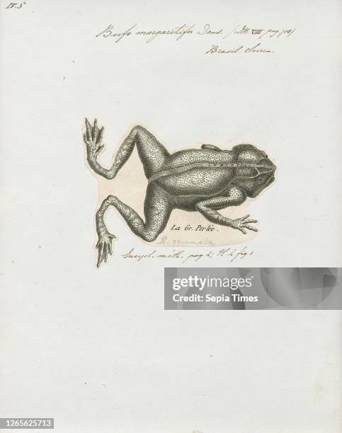 Bufo margaritifer. Print. The South American common toad is a species complex of toads in the family Bufonidae. They are found throughout the...