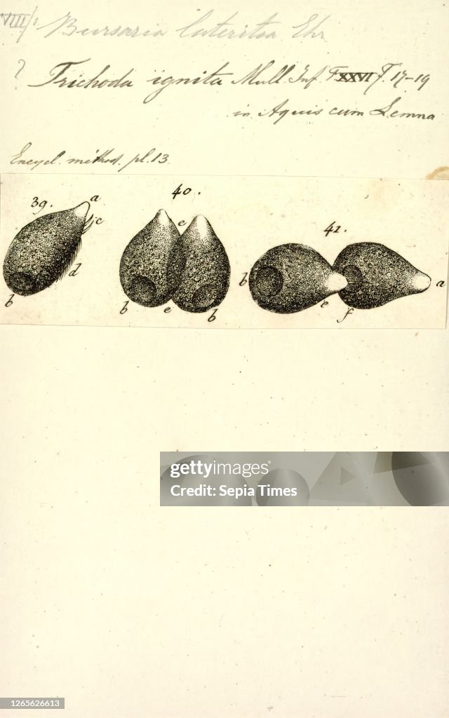 Bursaria lateritia. Print. Bursaria is a genus of large shrubs and small trees which are native to Australia. The genus was first described by Antonio Cavanilles in 1797. with his description of the type species B. spinosa. The name is derived from the La