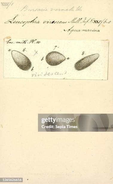 Bursaria vernalis. Print. Bursaria is a genus of large shrubs and small trees which are native to Australia. The genus was first described by Antonio...