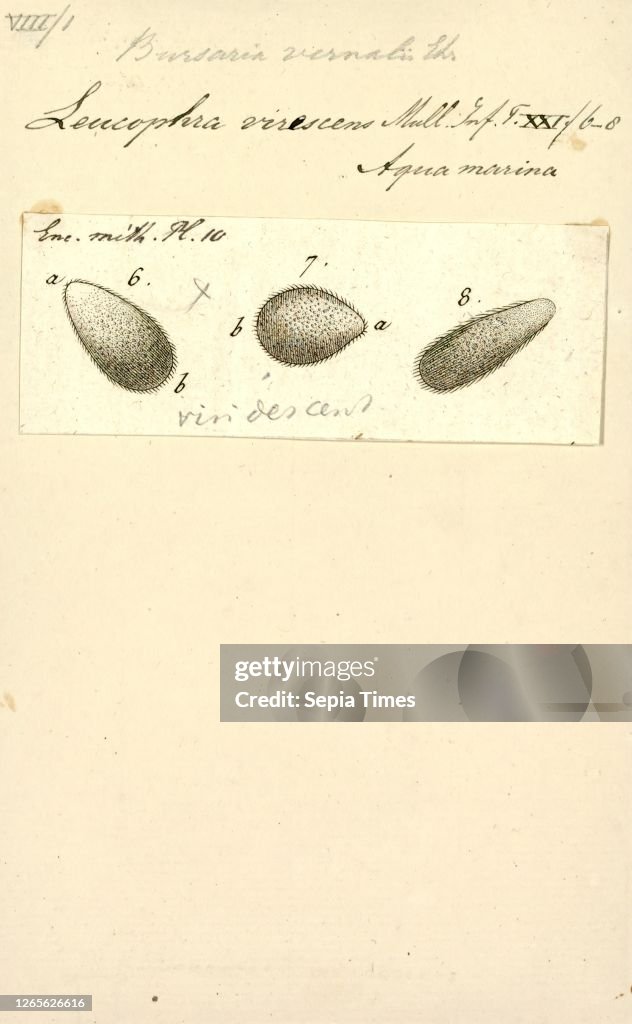 Bursaria vernalis. Print. Bursaria is a genus of large shrubs and small trees which are native to Australia. The genus was first described by Antonio Cavanilles in 1797. with his description of the type species B. spinosa. The name is derived from the Lat