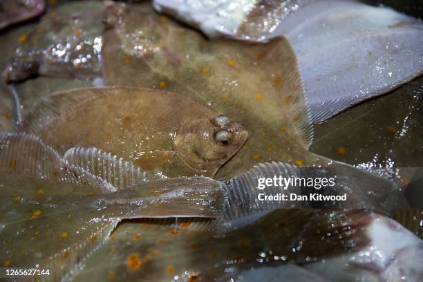 The catch waits to be sorted while fishing for flatfish such as Skate and Dover Sole in the English Channel from a Hastings fishing boat on August...