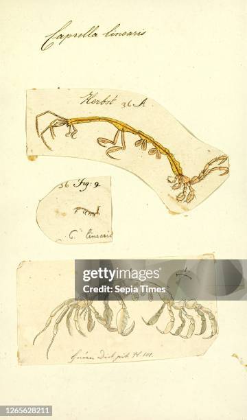 Caprella linearis. Print. Caprella linearis is a species of skeleton shrimp in the genus Caprella. It is native to the North Atlantic. North Pacific....