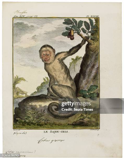 Cebus capucinus. Print. The Colombian white-faced capuchin . Also known as the Colombian white-headed capuchin or Colombian white-throated capuchin....