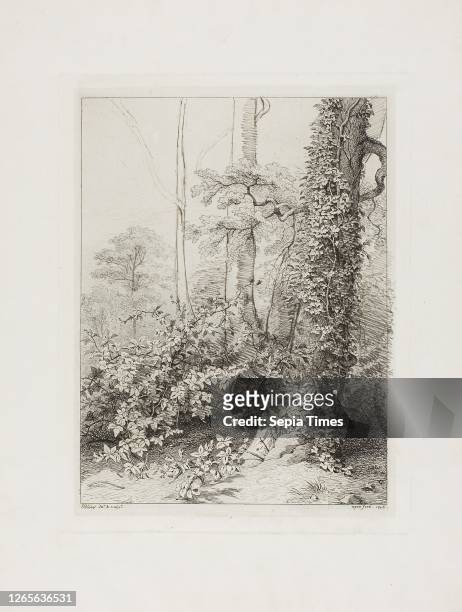 Bramble and Ivy. 1845. Eugène Blery. French. 1805-1887. France. Etching. With additions in dark gray pen and ink. On ivory wove chine collé on ivory...