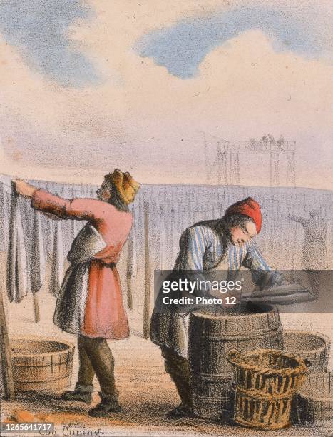 Curing cod by salting and hanging up to dry. From "Graphic Illustrations of Animals and Their Utility to Man", c1850.