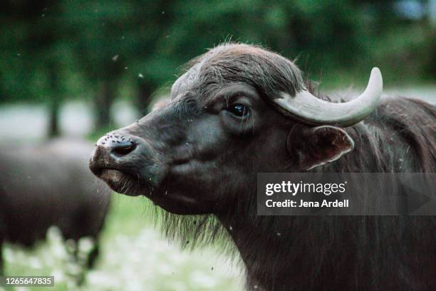 water buffalo profile, water buffalo head closeup - wasserbüffel stock-fotos und bilder