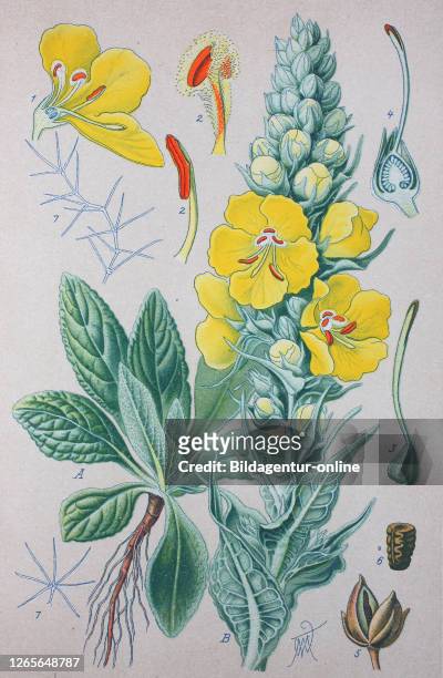 Verbascum thapsus, great mullei, common mullein, is a species of mullein / Kleinblütige Königskerze, Pflanzenart in der Familie der...