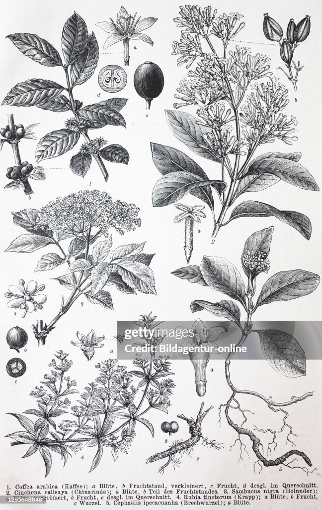 Various plants