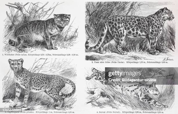 Various cats, European wildcat, Felis silvestris, snow leopard or ounce, cheetah, Serval, / verschiedene Katzen, europäische Wildkatze, Felis...