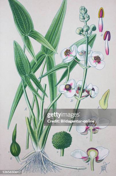 Sagittaria sagittifolia, also called arrowhead due to the shape of its leaves, is a flowering plant in the family Alismataceae / Gewöhnliches...