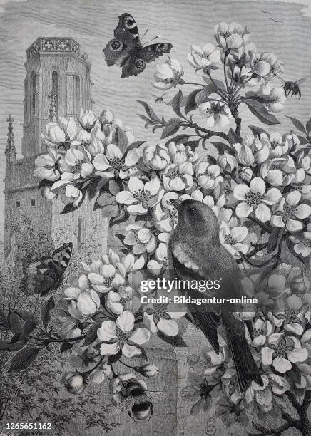 Symbolic images for spring, blooming cherrytree with a bird an a butterfly / symbolische bilder für den frühling, blühender kirschbaum mit einem...