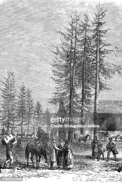 Polling station at Lac Lake Donner in California, USA / Wahllokal am Lac Donner in Kalifornien, USA, Reproduction of an original 19th century print /...