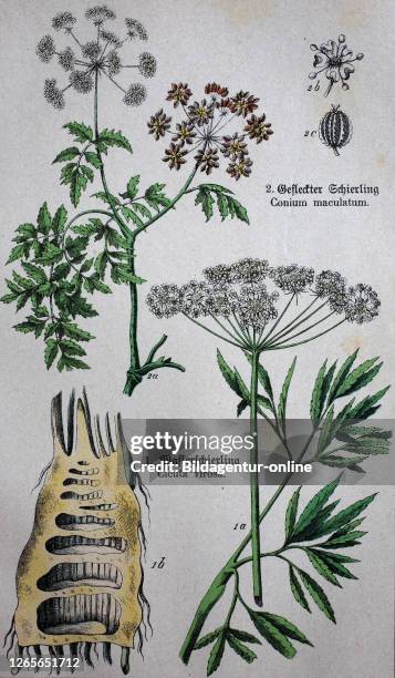 Poisonous Apiaceae or Umbelliferae, Cicuta virosa, the cowbane or northern water hemlock, Conium maculatum, the hemlock or poison hemlock / giftige...