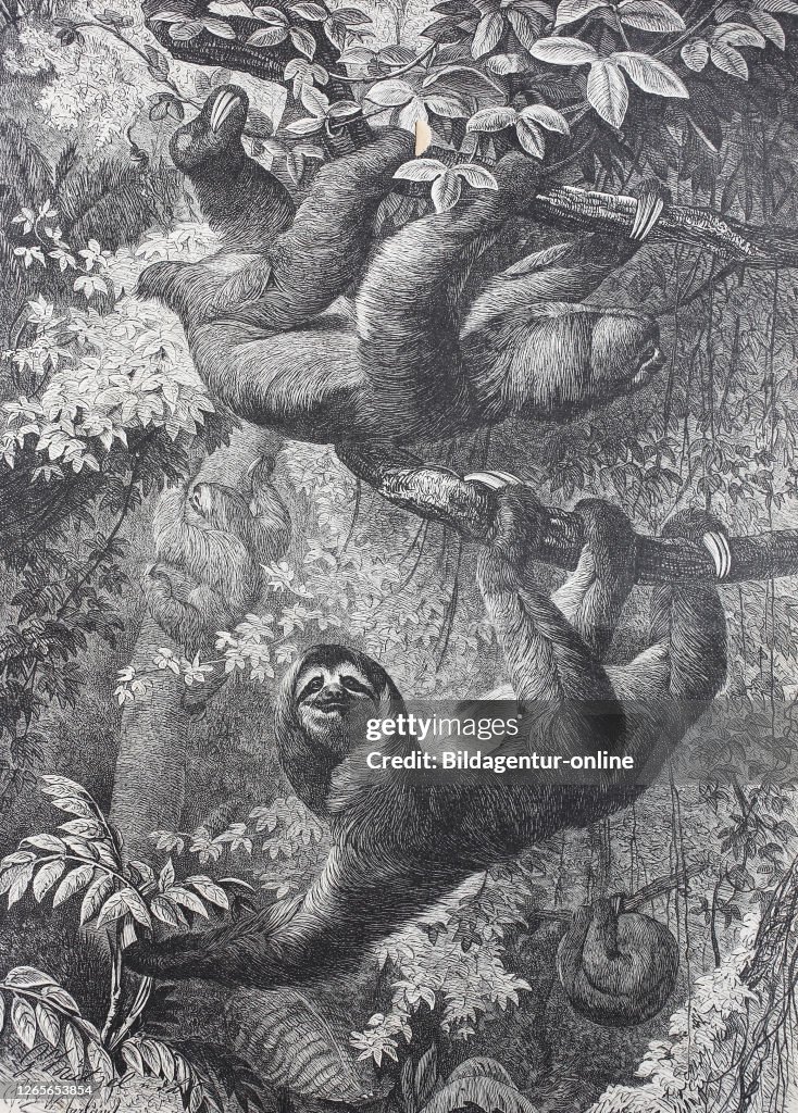 Maned sloth