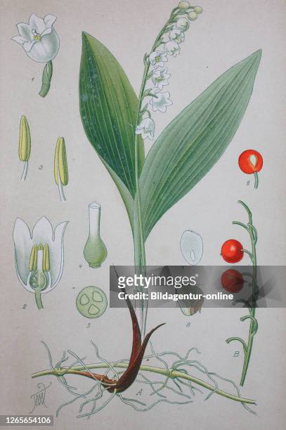 Lily of the valley, Convallaria majalis, sometimes written lily-of-the-valley, is a sweetly scented, highly poisonous woodland flowering plant that...