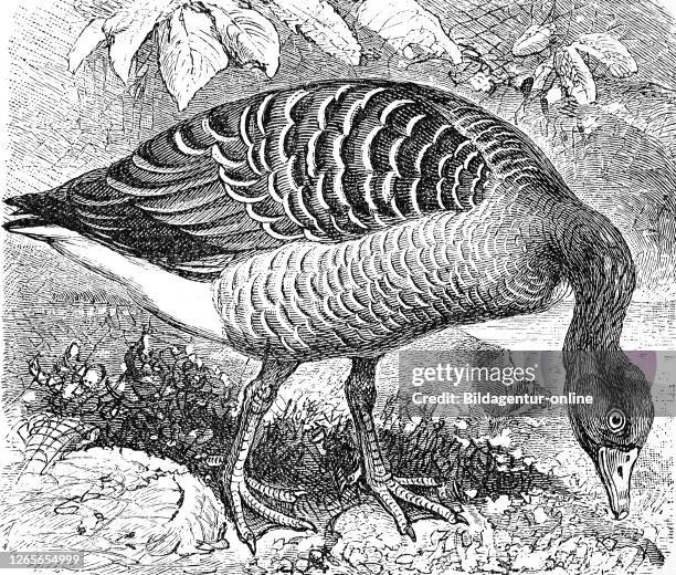 Greylag goose / Graugans, Anser cinereus, Anser anser, Historisch, digital improved reproduction of an original from the 19th century / digitale...