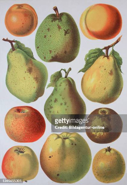 Fruit growing, various apples and pears, apple varieties, / Obstbau, verschiedene Äpfel und Birnen, Apfelsorten, Historisch, digital improved...