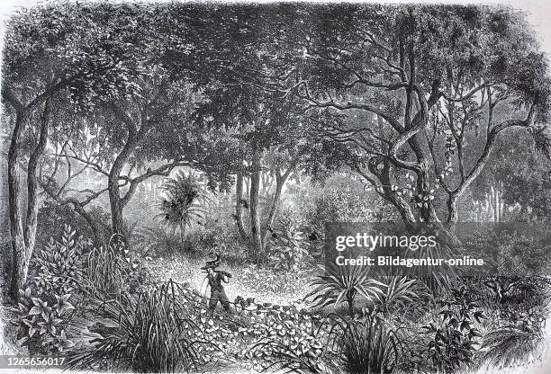 Drawing from the African rainforest in today's Ghana / Zeichnung aus dem afrikanischen Regenwald im heutigen Ghana, Reproduction of an original print...