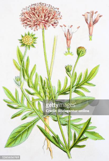 Digital improved reproduction of an illustration of, Wiesen-Witwenblume, Acker-Skabiose, Knautia arvensis, field scabious, from an original print of...