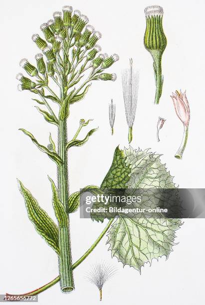 Digital improved reproduction of an illustration of, weiße Pestwurz, Petasites albus, white butterbur, from an original print of the 19th century.