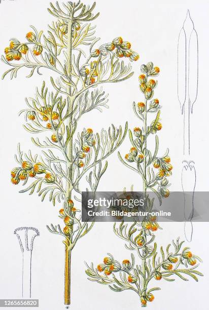 Digital improved reproduction of an illustration of, Küstenbeifuß, Küsten-Beifuß, Artemisia maritima, sea wormwood, from an original print of the...