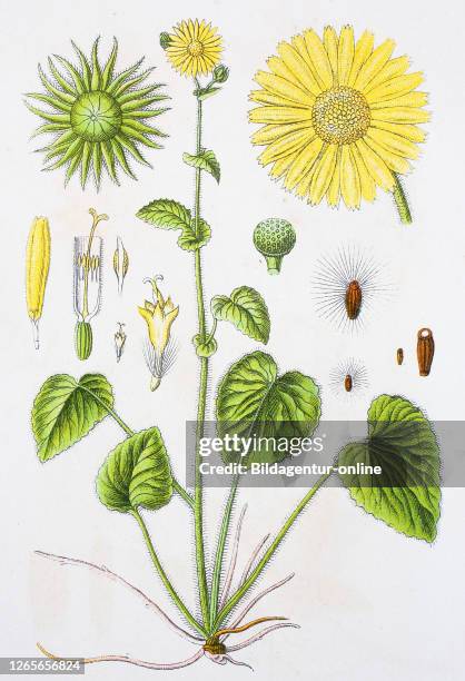 Digital improved reproduction of an illustration of, Kriechende Gämswurz, Doronicum pardaliances, leopard's-bane, from an original print of the 19th...