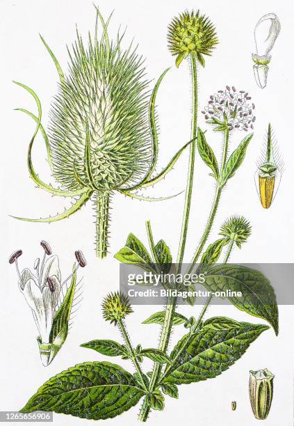 Digital improved reproduction of an illustration of, Behaarte Karde, Dipsacus pilosus, small teasel und Wilde Karde, Dipsacus silvestris, wild...