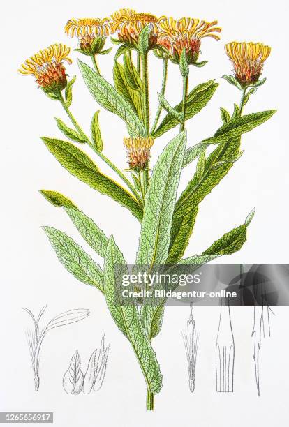 Digital improved reproduction of an illustration of, Alant variante, Inula germanica x salicina, Elecampane var, from an original print of the 19th...