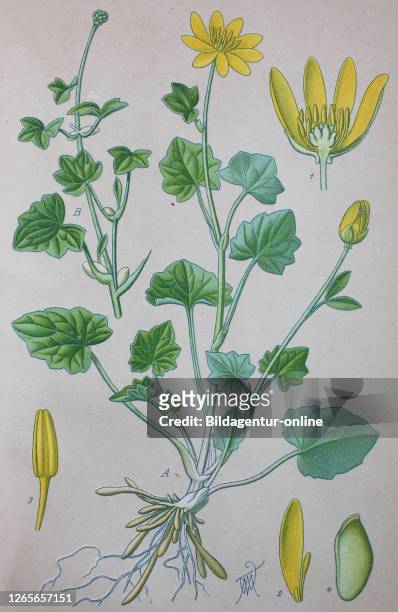 Digital improved high quality reproduction: Ficaria verna, formerly Ranunculus ficaria L., commonly known as lesser celandine or pilewort, is a...
