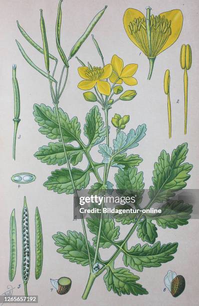 Digital improved high quality reproduction: Chelidonium majus, commonly known as greater celandine, nipplewort, swallowwort, or tetterwort, which...