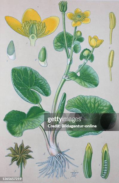 Digital improved high quality reproduction: Caltha palustris, known as marsh-marigold and kingcup, is a small to medium size perennial herbaceous...