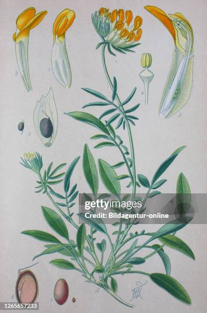 Digital improved high quality reproduction: Anthyllis vulneraria , common kidneyvetch, kidney vetch, woundwort, is a medicinal plant native to Europe...