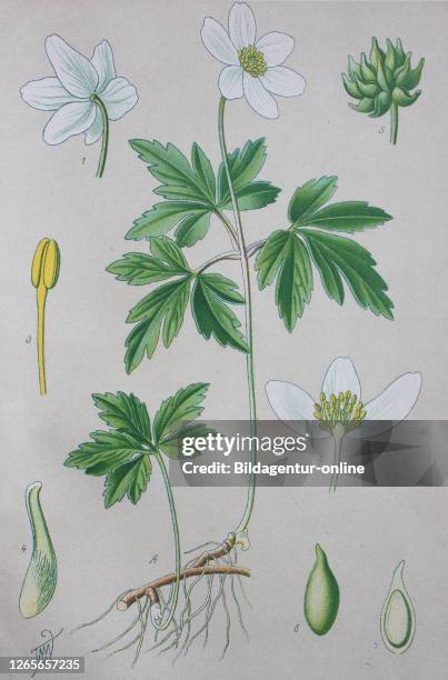 Digital improved high quality reproduction: Anemone nemorosa is an early-spring flowering plant in the buttercup family Ranunculaceae, native to...