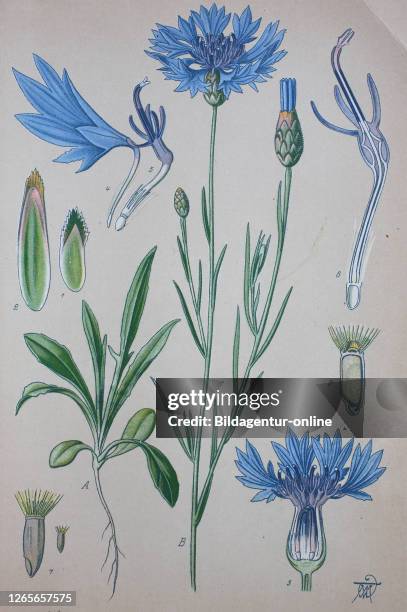 Centaurea cyanus, cornflower, bachelor's button, plant in the family Asteraceae / Kornblume, Cyanus segetum,Centaurea cyanus, Pflanzenart aus der...