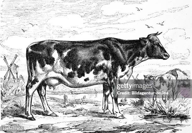 Cattle breed, a cow from the Netherlands, Black Pied Dairy cattle / Kuh der holländischen Rasse, Schwarzbunte Milchkuh, Historisch, digital improved...