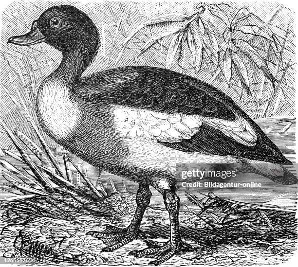Common shelduck, goose / Brandgans, Vulpanser tadorna, Tadorna tadorna, Historisch, digital improved reproduction of an original from the 19th...