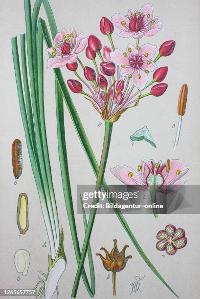 Butomus umbellatus is the Old World Palearctic and Asian plant species in the family Butomaceae. Common names include flowering rush or grass rush /...