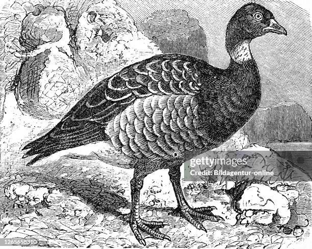 Brant, or brent goose / Ringelgans, Branta bernicla, Bernicla torquata, Historisch, digital improved reproduction of an original from the 19th...