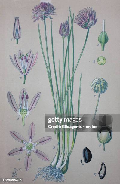 Chives, scientific name Allium schoenoprasum, are an edible species of the genus Allium / Schnittlauch , auch Graslauch, Binsenlauch, Brislauch,...