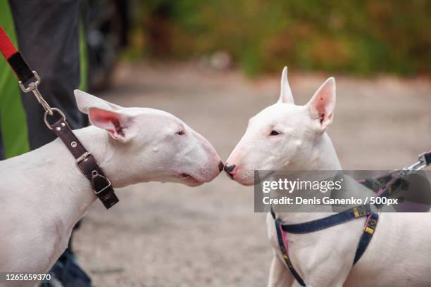 close-up of goats at farm, moscow, russia - bull terrier stock pictures, royalty-free photos & images