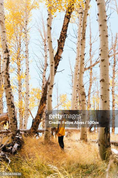 asian woman standing by tree trunk in forest, yosemite valley, united states - yosemite valley 個照片及圖片檔