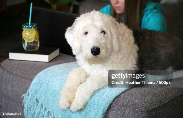 woman working on laptop with drink in sustainable jar and with english sheep dog sitting on sofa at home, fairmont, united states - old english sheepdog stock pictures, royalty-free photos & images